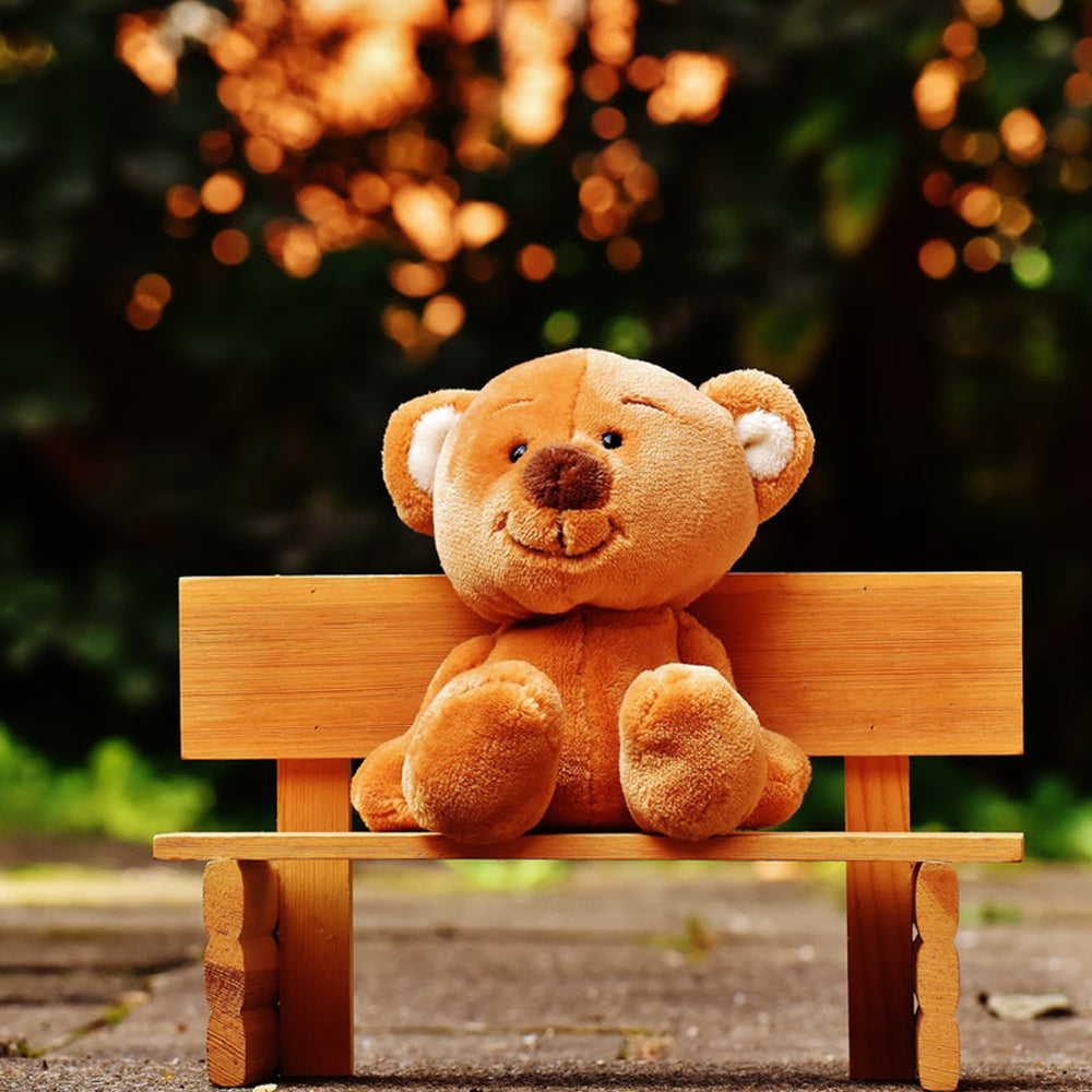 Teddy on bench